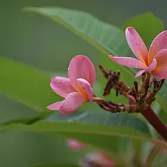 浅粉黄心鸡蛋花 花语：孕育希望、复活、新生摄影照片