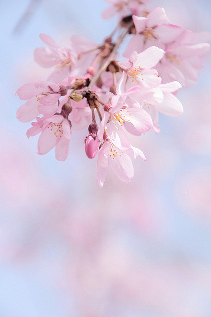 sakura | Flickr – 相片...