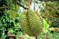 Durian rayong