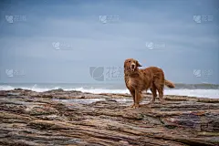 海滩,金毛寻回犬,褐色,寻回犬,水平画幅,梗犬,动物身体部位,户外,草,哺乳纲