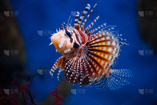 鱼缸,花斑短鳍蓑鲉,蓑鲉,动物园,莫斯科,indian lionfish,褐色,水平画幅,无人,水下