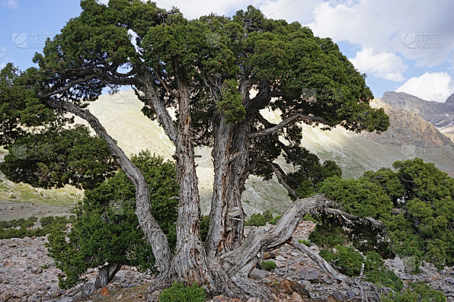 高大的杜松树生长在范山，塔吉克斯坦