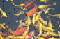 年年有余（魚）摄影照片