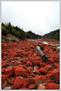 [红石滩] 泸定县内燕子沟河谷的红石滩，位于南门关海拔2500米左右，在这里可见大片的红石滩，是目前国内极为罕见的红石滩观景点。红石滩方圆几百米左右，这里的石头无论大小，都呈艳丽的铁锈红。阳光下，这些红石头在溪流间、山坡上、灌木丛中十分耀眼。据说是一种特殊的微生物附着在岩石上而形成，这种微生物也只有在此方圆一公里不到的气候里生存，所以在这里形成了这独特的景观。（最后一图来源网络，我去时是雨季，大雾弥漫，能见度低，无法留下更多图片）