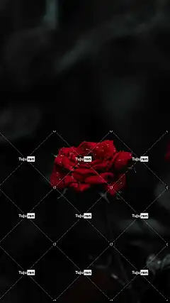 玫瑰 花壁纸 花卉背景 玫瑰花 自然 花 美丽的花朵 植物