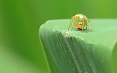 绿色的蜘蛛图片电脑高清桌面壁纸下载