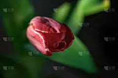 深色背景上的郁金香花束