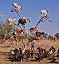 Apparently, goats can climb trees#animal  #crazy
