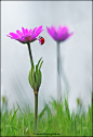 Photograph anemone and ladybird by melchiorre pizzitola on 500px