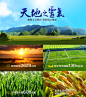 谷绿农品 大米2015新米包邮黑龙江东北五常长粒香大米农家5kg10斤-tmall.com天猫
