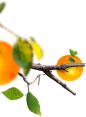 树枝 橘子  橙汁 叶子素材PNG免扣素材尽在--@两秒视觉
