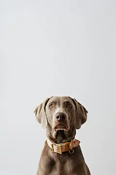 威马犬