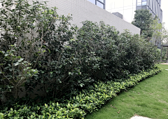 H-种植设计采集到绿篱