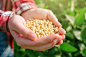 Female farmer with handful od soybean in cultivated field by Igor Stevanovic on 500px