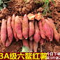 福建特产六鳌沙地红蜜薯5斤红心地瓜新鲜板栗香蕃薯大果蔬菜包邮-淘宝网