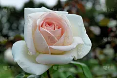 春天,花朵,德国,色彩鲜艳,白羊座,接力赛,清新,背景分离,壁纸,自然美