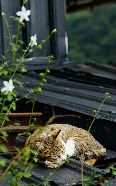 猫咪们的慵懒生活——台湾猴硐猫村的猫咪们