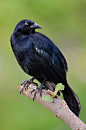 Chinchilín / Greater Antillean Grackle (Quiscalus niger) - photo by Ray Robles