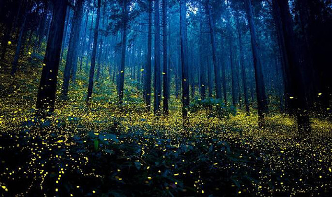 萤火虫 夜晚