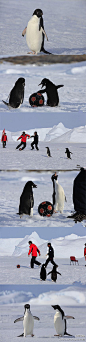 【南极企鹅参加中国南极科考队冰上足球赛】南极中山站当地时间12月25日傍晚，中国第28次南极科考队员和27次越冬队员联合举行中国南极夏季运动会。首场比赛是5人冰上足球赛，比赛正进行的如火如荼，两只好奇的阿德雷企鹅特意从远处赶来，毫不畏惧地直接冲入足球赛场。一副运筹帷幄的样子。。。