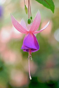✿ Purple flower ✿Att...