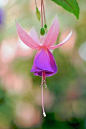 ✿ Purple flower ✿Attractive purple by shinichiro*@Karen Jacot Jacot Jacot Aguilar