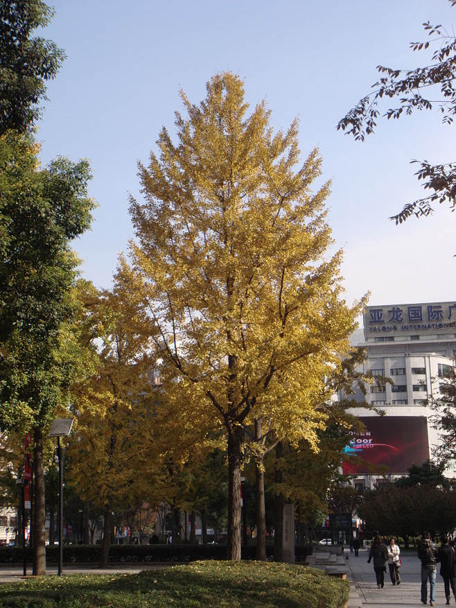 银杏-Ginkgo biloba