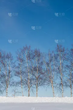 白桦树,天空,野生植物,美瑛町,青绿色,贺卡,雪,深雪,植物,背景