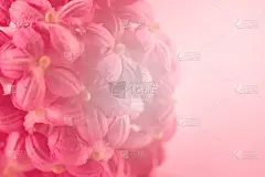 仅一朵花,柔和,可爱的,纸,高雅,彩色图片,桑椹,美,贺卡,水平画幅