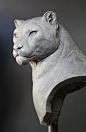 Snow Leopard (2016)