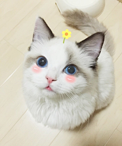 星星点点🌸采集到猫（放心，仅仅猫）