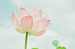 「潇洒小姐」采集到❀❀待到花开烂漫时❀❀