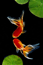 Goldfish #1, photo by...pdhclee. | In the water