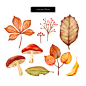 漂亮蘑菇 叶子菌类 手绘植物 植物插图插画设计PSD ti246a7904