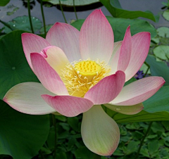 邹承海采集到荷花