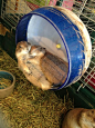 Prairie Dogs ♥ | Beautiful Creatures