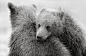 [Nikolai Zinoviev摄影师的生态摄影作品] Nikolai Zinoviev是一位来自俄罗斯的野生动物摄影师, 我们见到的一些最漂亮、滑稽和可爱至极的幼熊照片多出自他手。在他的网站上，不仅仅有熊的图片，尼古拉也擅长于拍摄老鹰、猎豹和狮子。他常能捕捉到可爱的幼熊捕食、玩耍或在母亲身旁休息的画面，其对熊的热爱由此可见一斑。尼古拉绝妙的抓拍让人观后忍俊不禁。例如第一幅图得幼熊，尼古拉就写到：“我爱扭扭！”