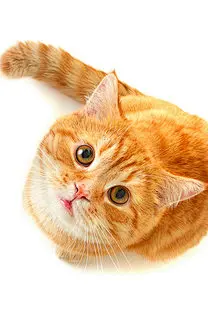 可爱小猫手机壁纸