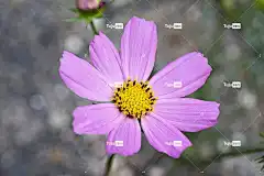 宇宙 秋季 花 植物 大自然 秋景 感情 粉红色 花壁纸 绿色