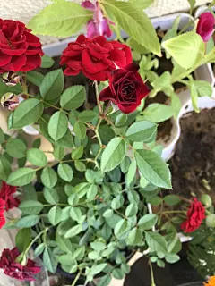 玫瑰花高清摄影素材