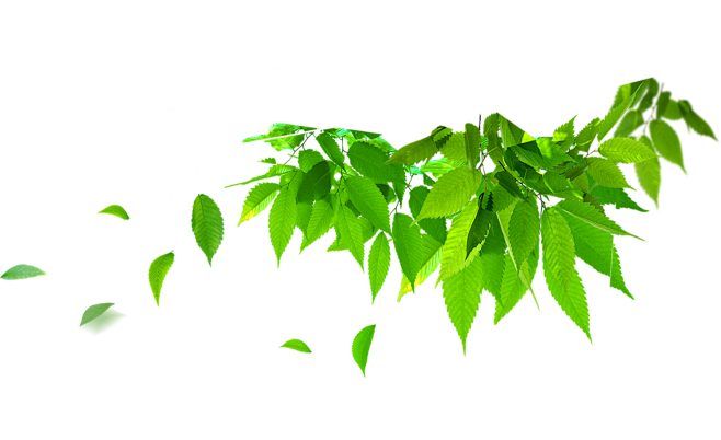 绿色树叶素材