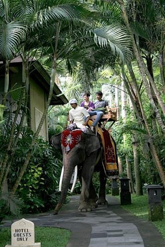 the elephant safari