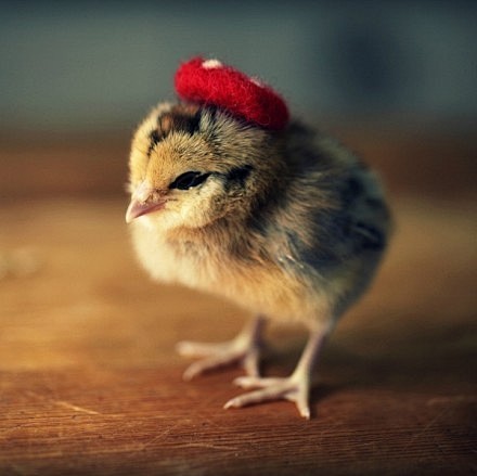 戴帽子的小鸡