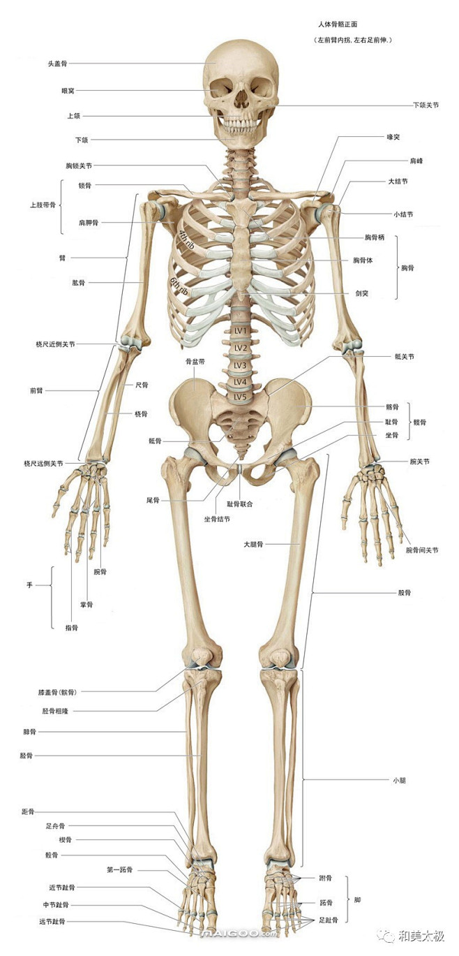 人体骨骼图 人体骨骼结构图 人体骨骼解剖...