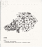 87种花卉线稿草图 花朵线稿 花草铅笔素描教程 XD019