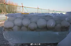 奇观：自然给人奉献的冰汤圆
今天是元宵节。这些圆圆的白色冰球，很像我们熟悉的汤圆。冰封透明的湖面下，几层“汤圆”一个挨着一个，看起来滚圆粉糯，煞是可爱。
这张照片是在吉林省白城市洮南市的四海湖拍的，如此神奇的景观是怎么形成的呢？
须得几个条件凑巧碰在一起，才能引来冰汤圆的现身。

一、漫天大雪，正好做元宵
首先，那段时间接连下了五天大雪，有两天甚至可以说是暴雪。湖水的结冰需要凝结核，雪落到湖面，提供了凝结核，湖水就开始结冰。这场雪下得漫长，如果只下了很短的时间，比如一两个小时，是不会形成这种冰球的。