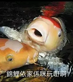 锦鲤表情包