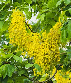 窦,黄色,肉桂,接力赛,自然美,栾树,树,淋浴,花