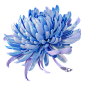 3D渲染渐变色菊花免抠元素图片素材