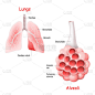 肺泡肺泡。肺泡、气管和肺内支气管镜。矢量说明